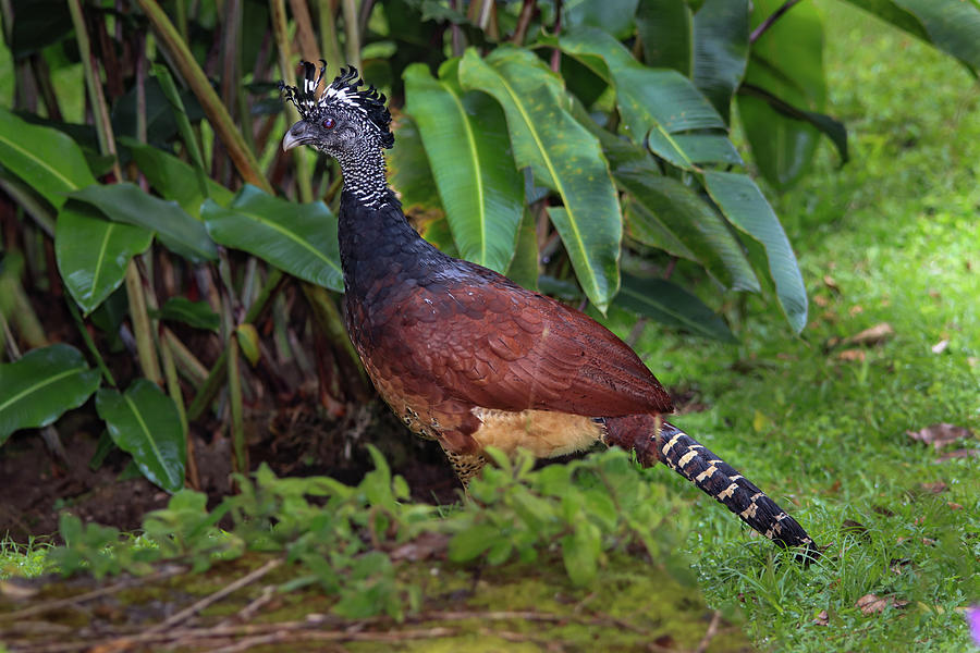 Great Curassow Female Rufous  Photograph by Marlin and Laura Hum