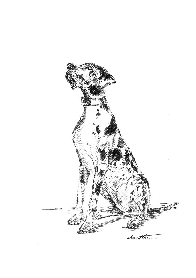 Great Dane 02 by Dawid Theron Great Dane 02 by Dawid Theron