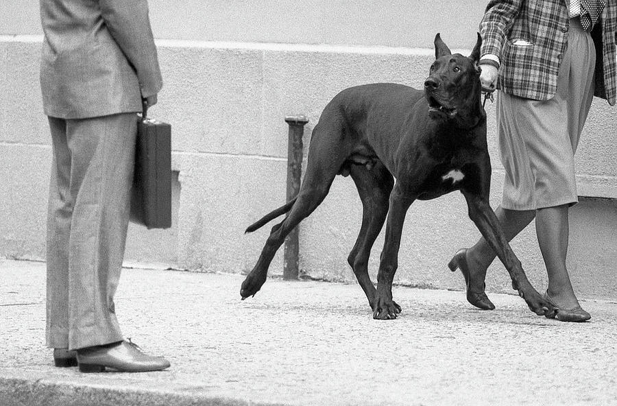 Great Dane Bodyguard (from The Series boy Meets Girl) Photograph by Dieter Matthes