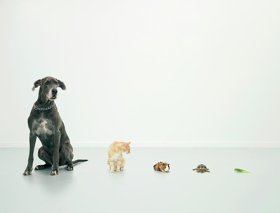 Great Dane, Cat, Guinea Pig, Tortoise Photograph by Oppenheim Bernhard