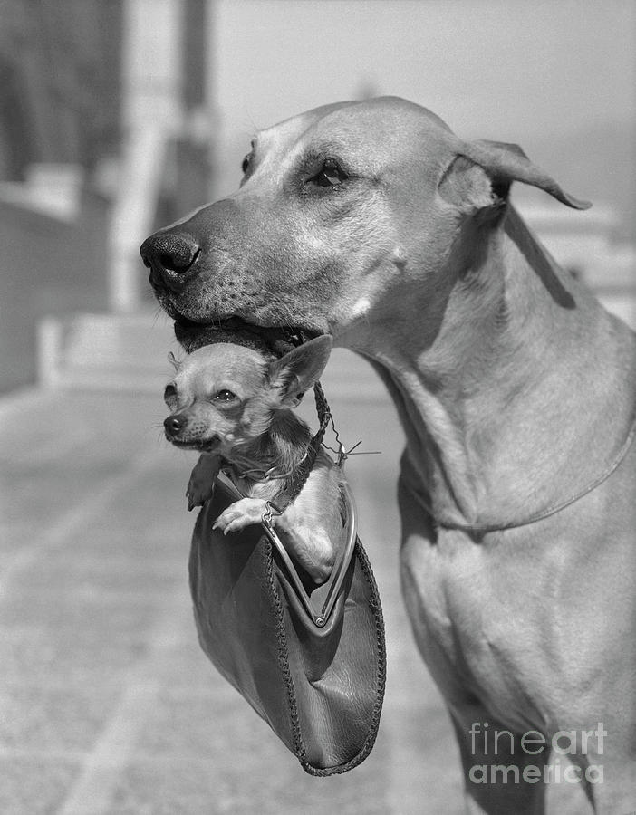 Great Dane Holding Chihuahua In Purse by Bettmann