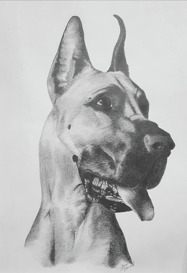 Great Dane Drawing by Janice Howell