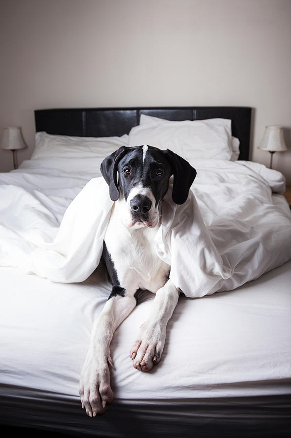 Great Dane On A Bed Photograph by Claire Plumridge