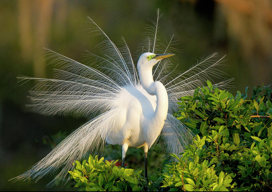 Great Egret by © Geoff Coe / Wild Images Florida