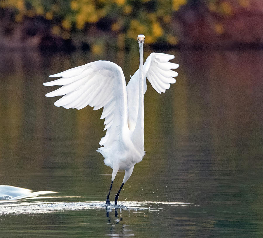 Great Egret 0270-100919 Photograph by Tam Ryan