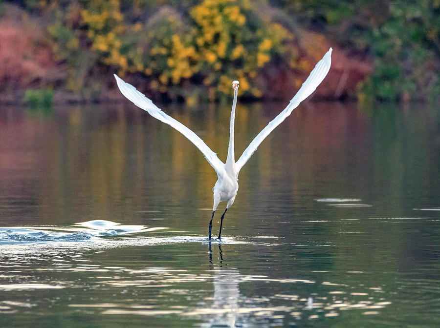 Great Egret 0271-100919 Photograph by Tam Ryan