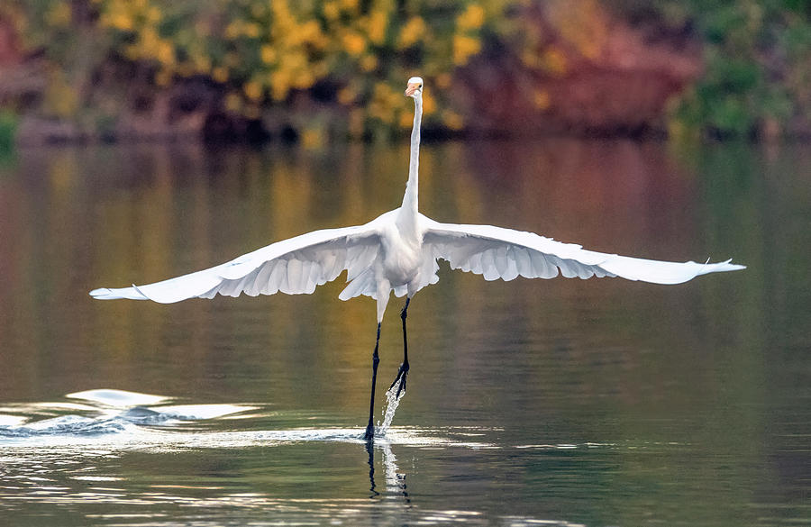Great Egret 0272-100919 Photograph by Tam Ryan