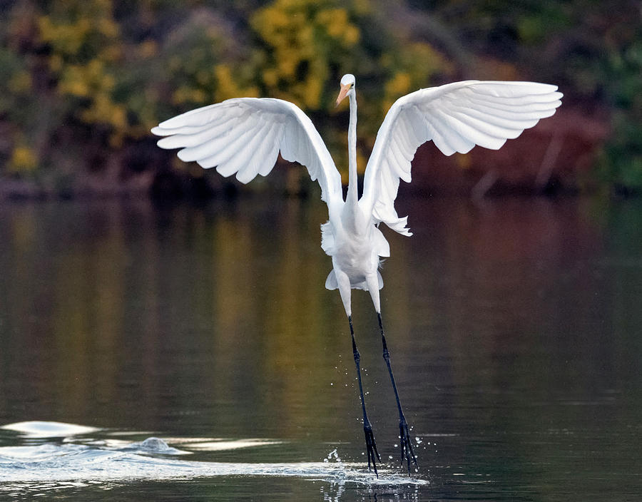 Great Egret 0274-100919 Photograph by Tam Ryan