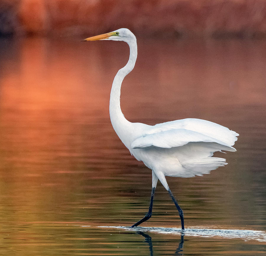 Great Egret 0290-100919 Photograph by Tam Ryan