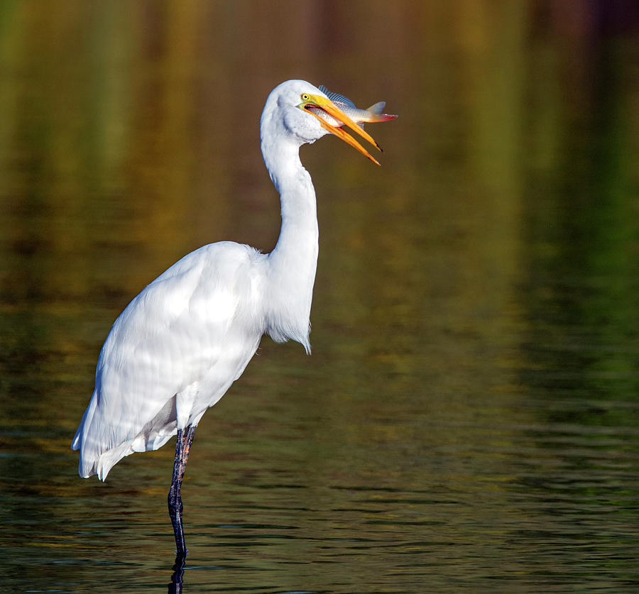 Great Egret 0655-100919 Photograph by Tam Ryan