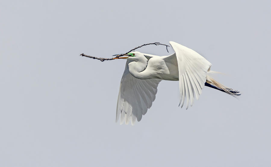 Great Egret 1 Photograph by Rick Mosher