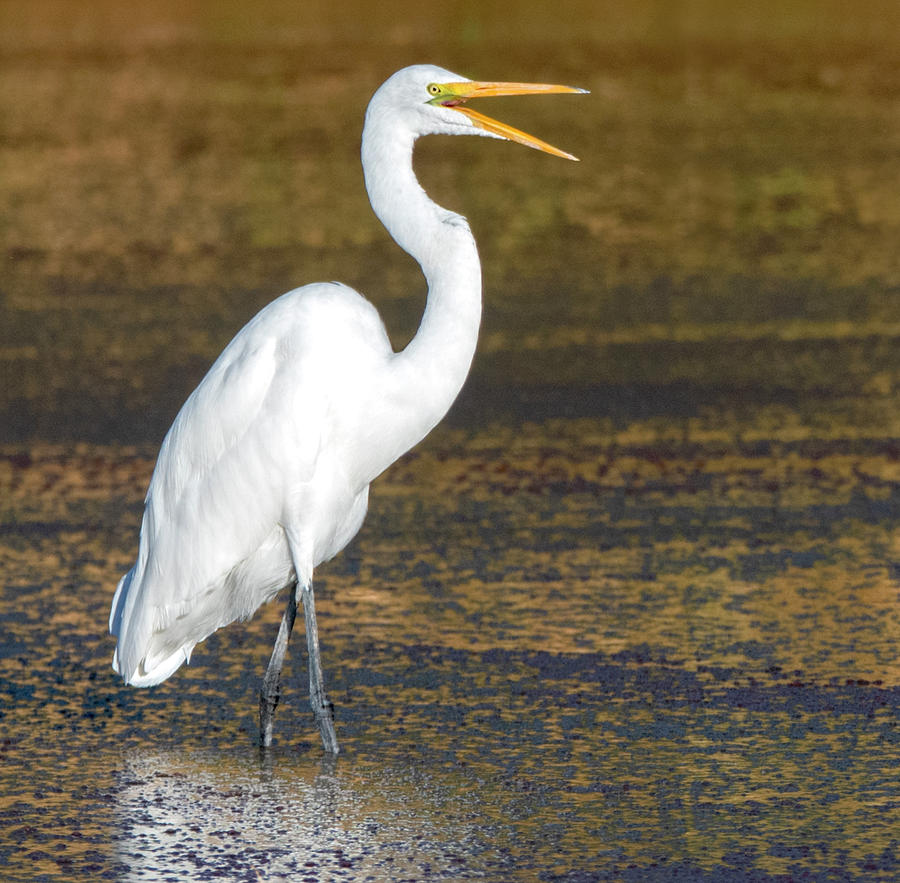 Great Egret 1175-101419 Photograph by Tam Ryan