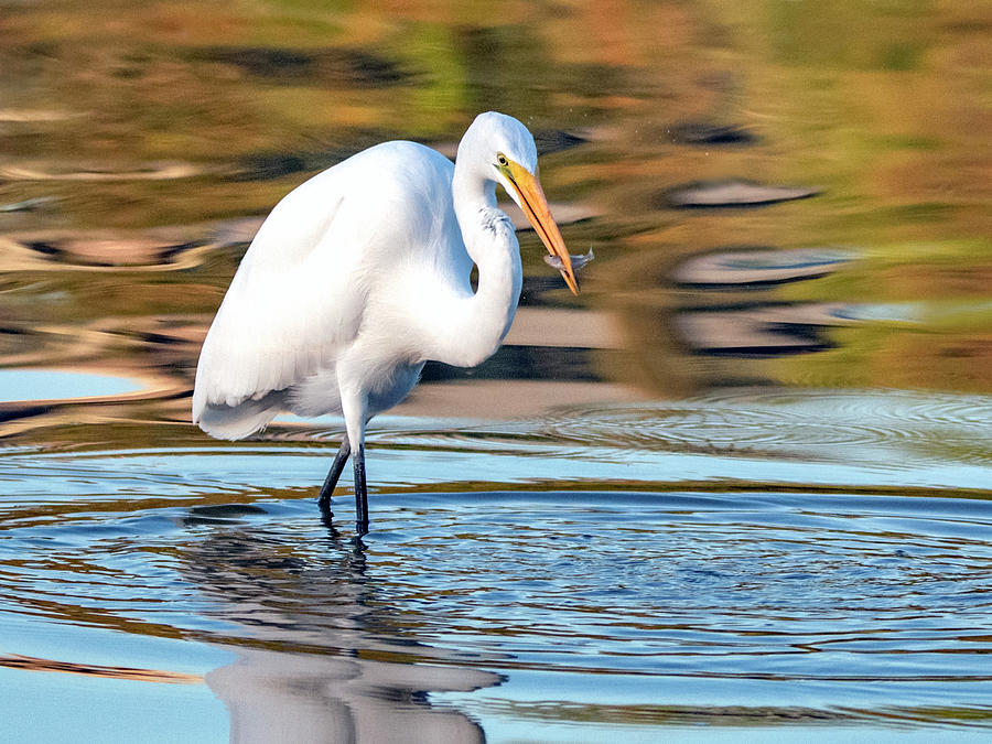 Great Egret 1311-101519 Photograph by Tam Ryan