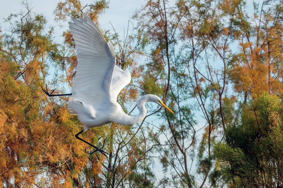 Great Egret 1407-011819 Photograph by Tam Ryan