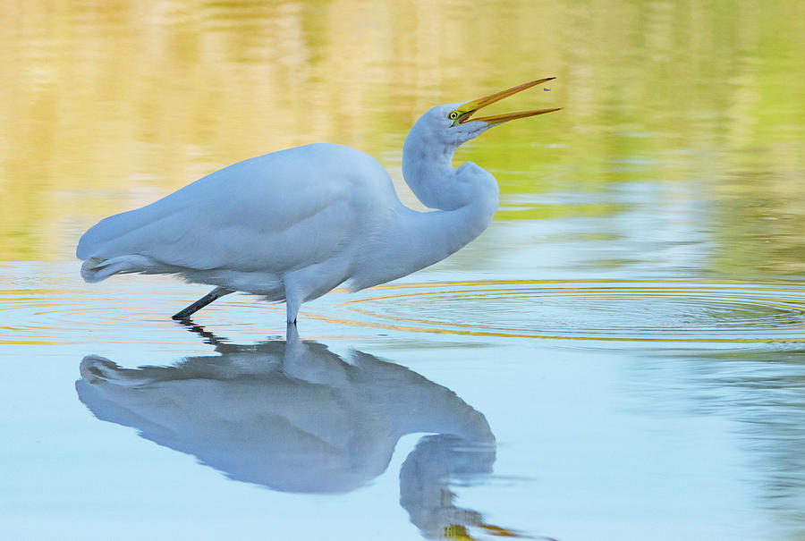 Great Egret 1452-101519 Photograph by Tam Ryan
