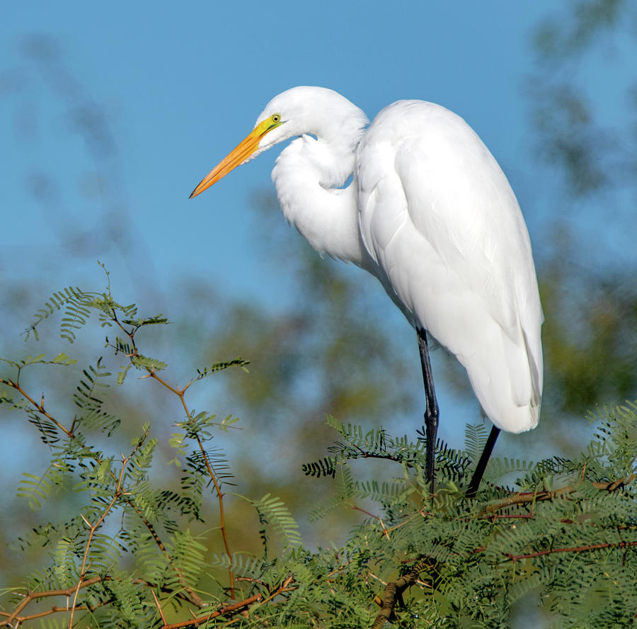 Great Egret 1471-101519 Photograph by Tam Ryan