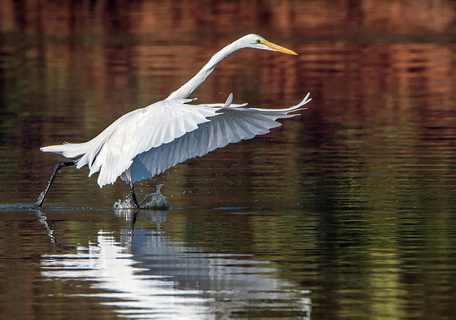 Great Egret 1495-111918-1cr Photograph by Tam Ryan