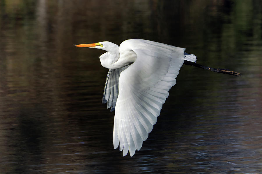 Great Egret 1741-011919 Photograph by Tam Ryan