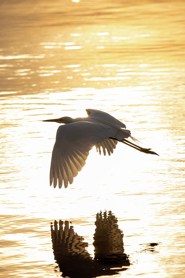 Wildlife Photograph - Great Egret 2 by David Stasiak