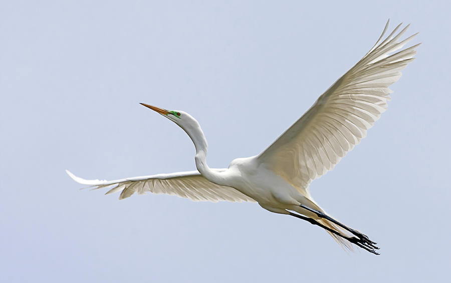 Great Egret 2 Photograph by Rick Mosher
