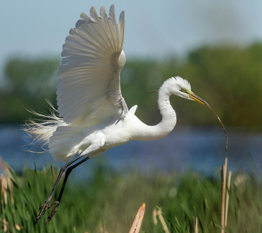 Great Egret 2014-1 Photograph by Thomas Young