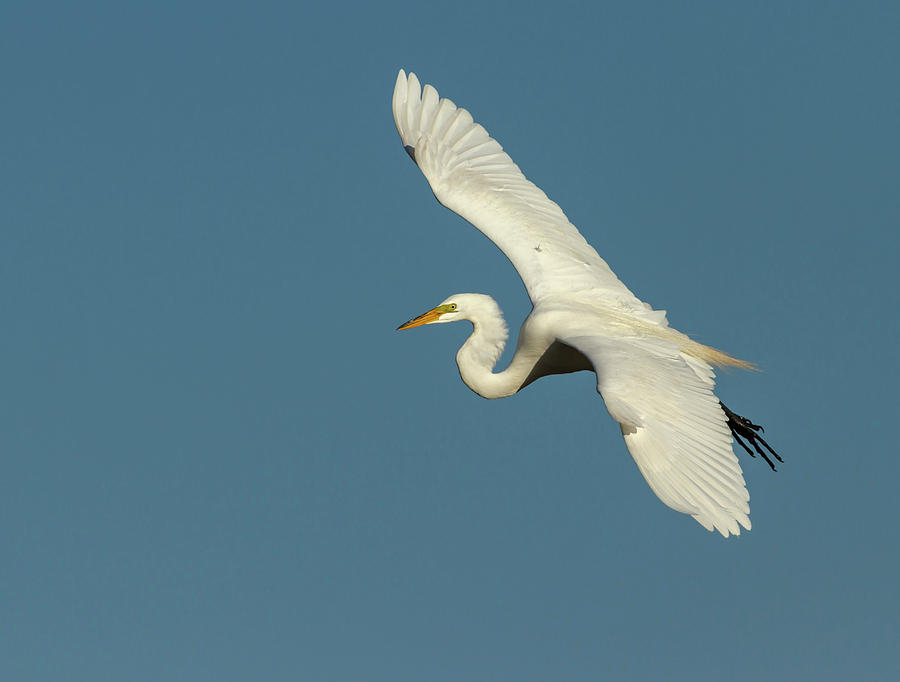 Great Egret 2014-10 Photograph by Thomas Young