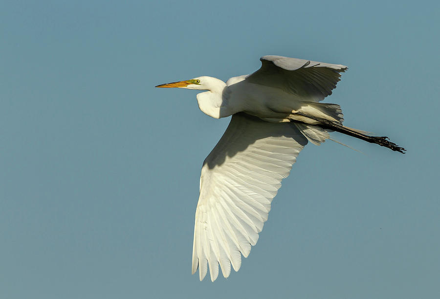 Great Egret 2014-11 Photograph by Thomas Young