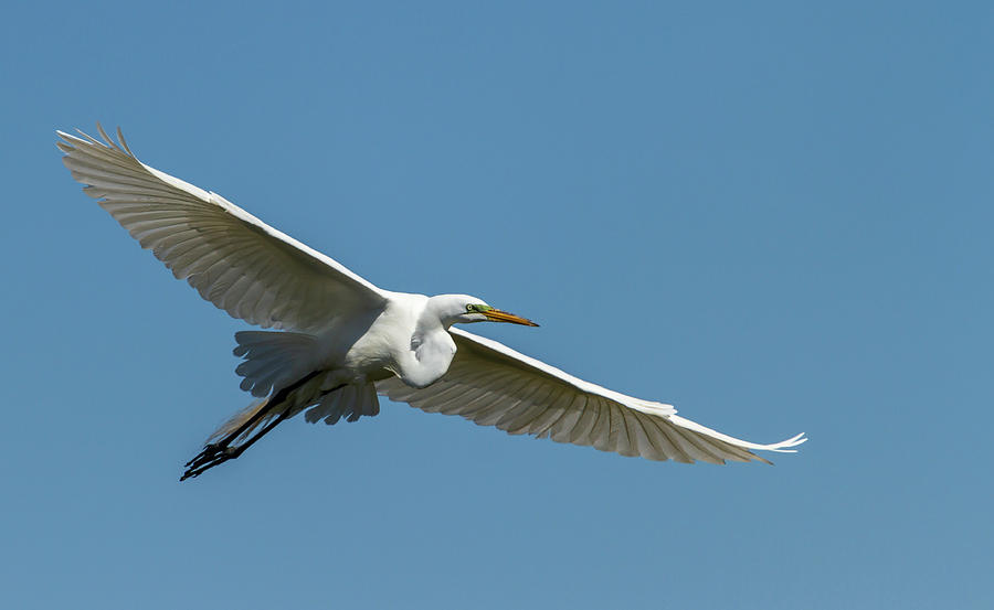 Great Egret 2014-2 Photograph by Thomas Young