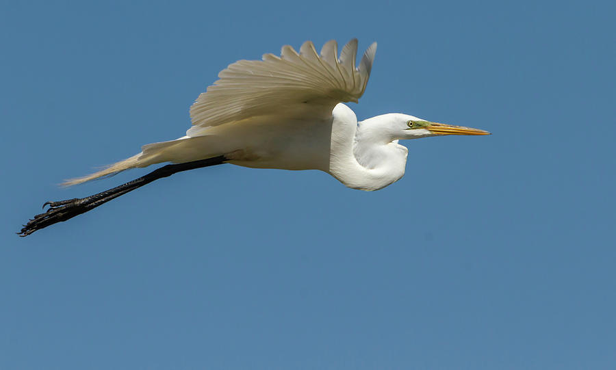 Great Egret 2014-4 Photograph by Thomas Young