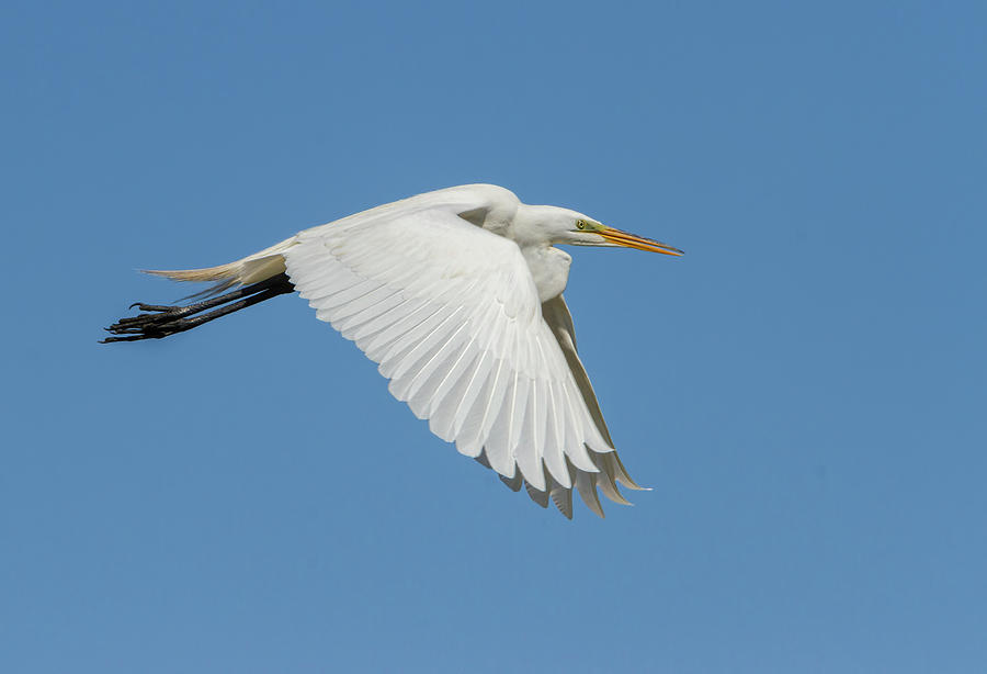 Great Egret 2014-5 Photograph by Thomas Young