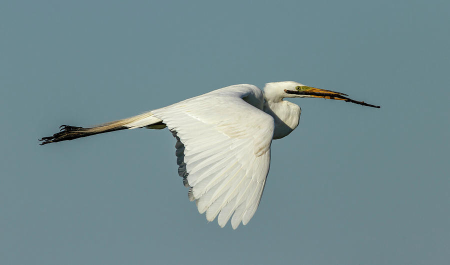 Great Egret 2014-6 Photograph by Thomas Young