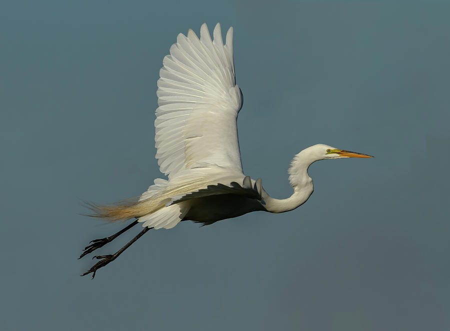 Great Egret 2014-7 Photograph by Thomas Young