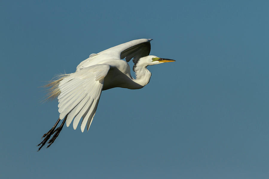 Great Egret 2014-8 Photograph by Thomas Young