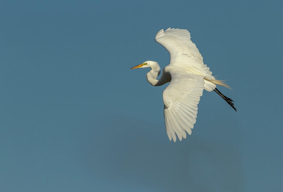 Great Egret 2014-9 Photograph by Thomas Young
