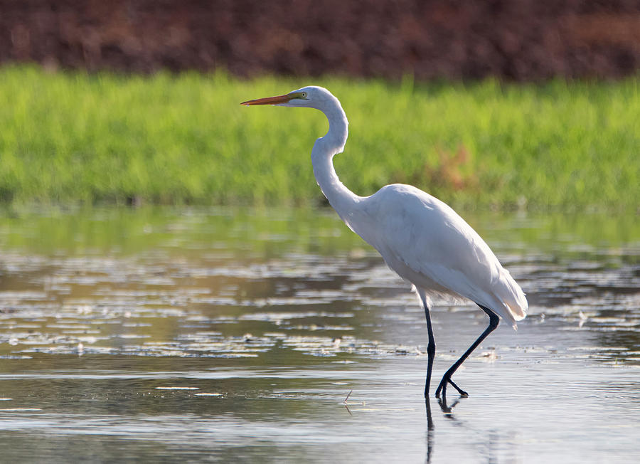 Great Egret 2276-082819 Photograph by Tam Ryan