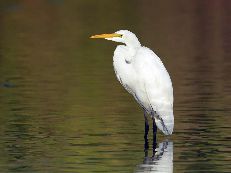 Great Egret 2700-090518-1cr Photograph by Tam Ryan