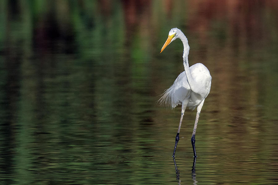 Great Egret 2729-071219 Photograph by Tam Ryan