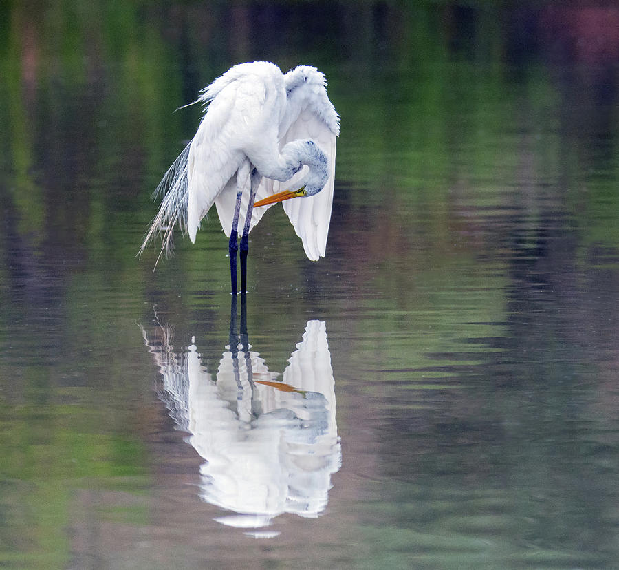 Great Egret 2806-071219 Photograph by Tam Ryan