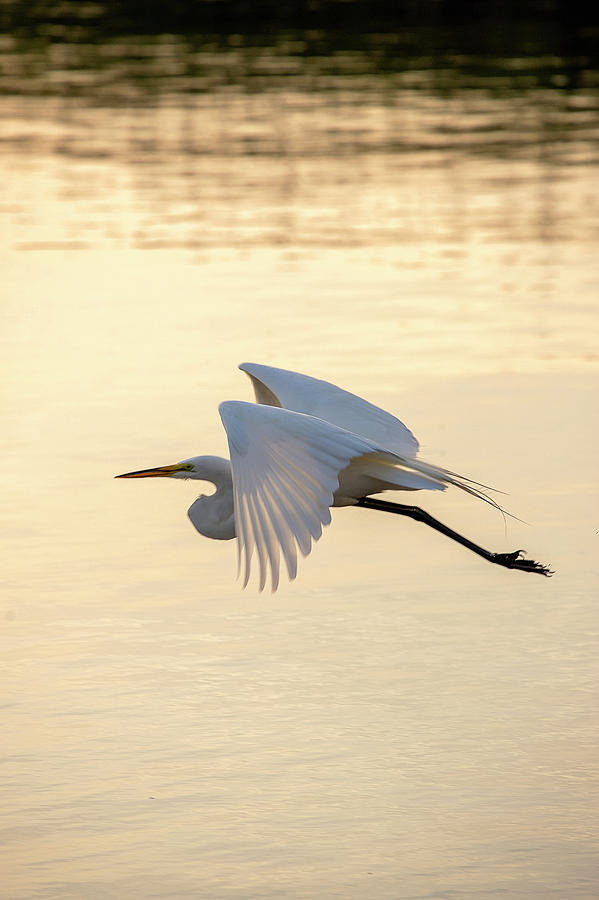 Great Egret 3 Photograph by David Stasiak