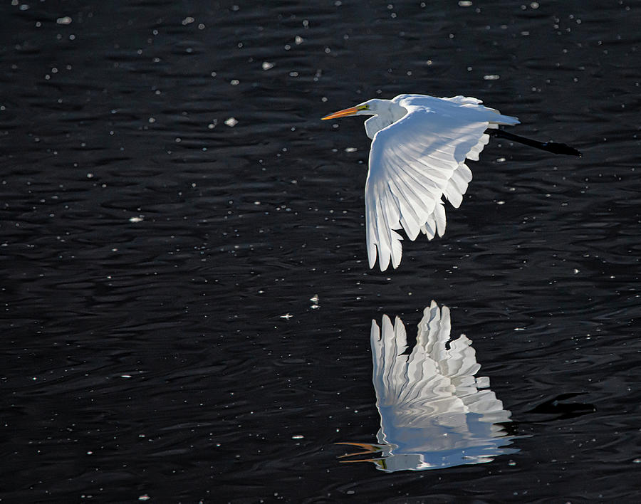 Great Egret 3 by Rick Mosher Great Egret 3 by Rick Mosher