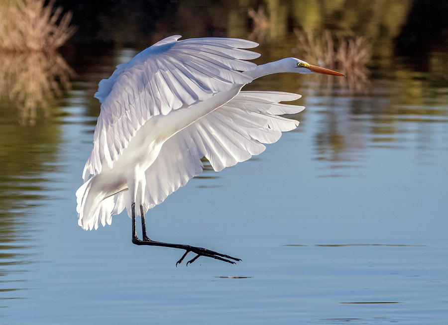 Great Egret 3822-110419 Photograph by Tam Ryan