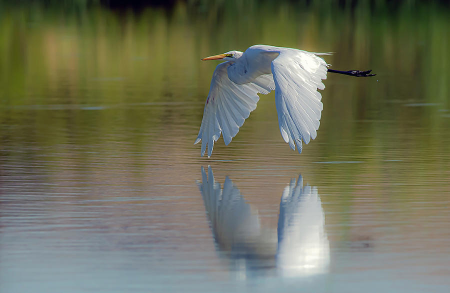 Great Egret 4 Photograph by Rick Mosher