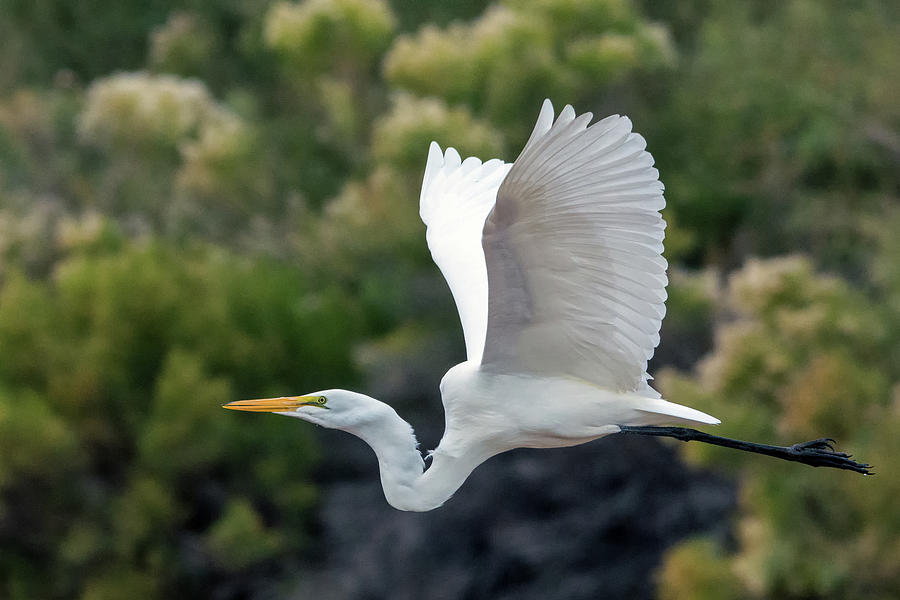 Great Egret 4383-121018-1 Photograph by Tam Ryan