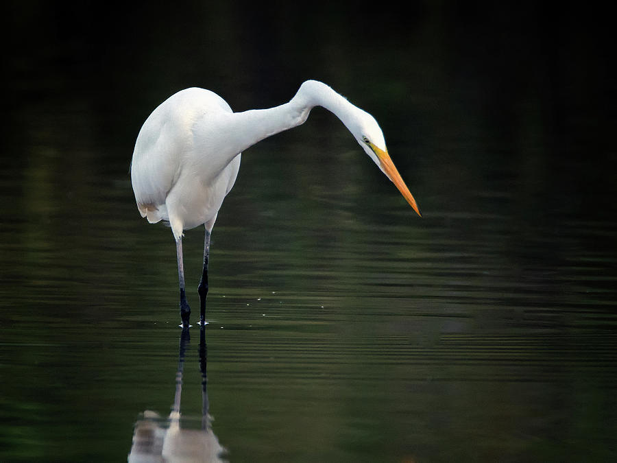 Great Egret 4982-102118-1cr Photograph by Tam Ryan
