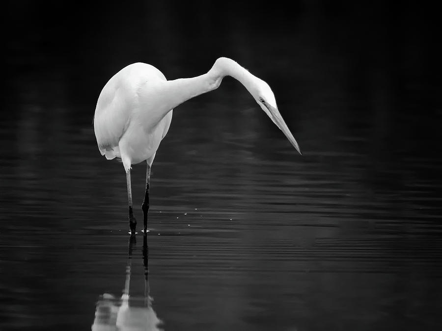 Great Egret 4982-102118-2cr-bw Photograph by Tam Ryan