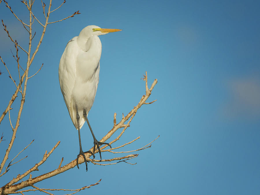 Great Egret 5105-102218-1cr Photograph by Tam Ryan