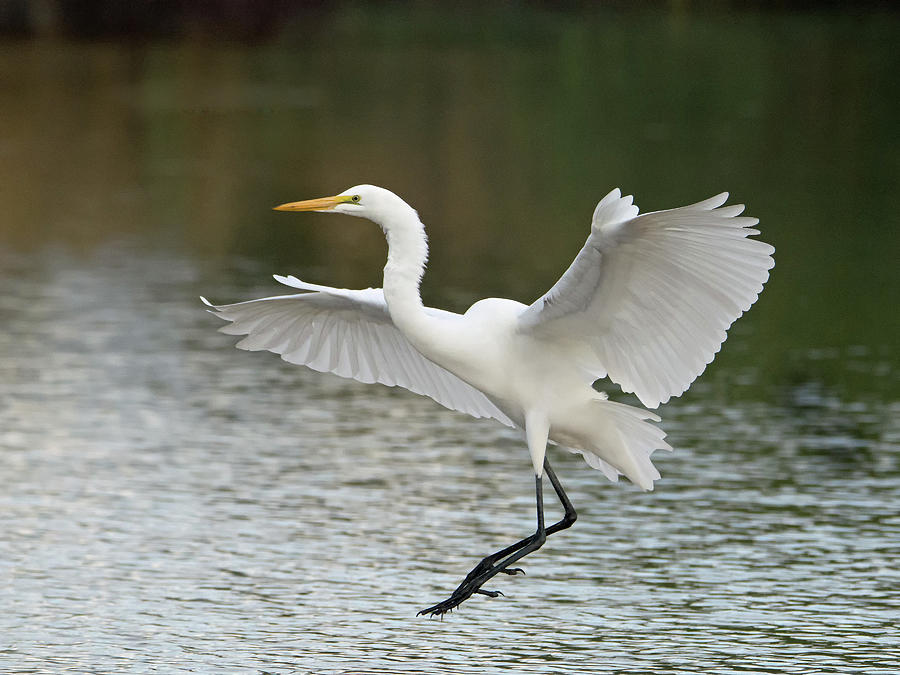 Great Egret 5189-102318-1cr Photograph by Tam Ryan
