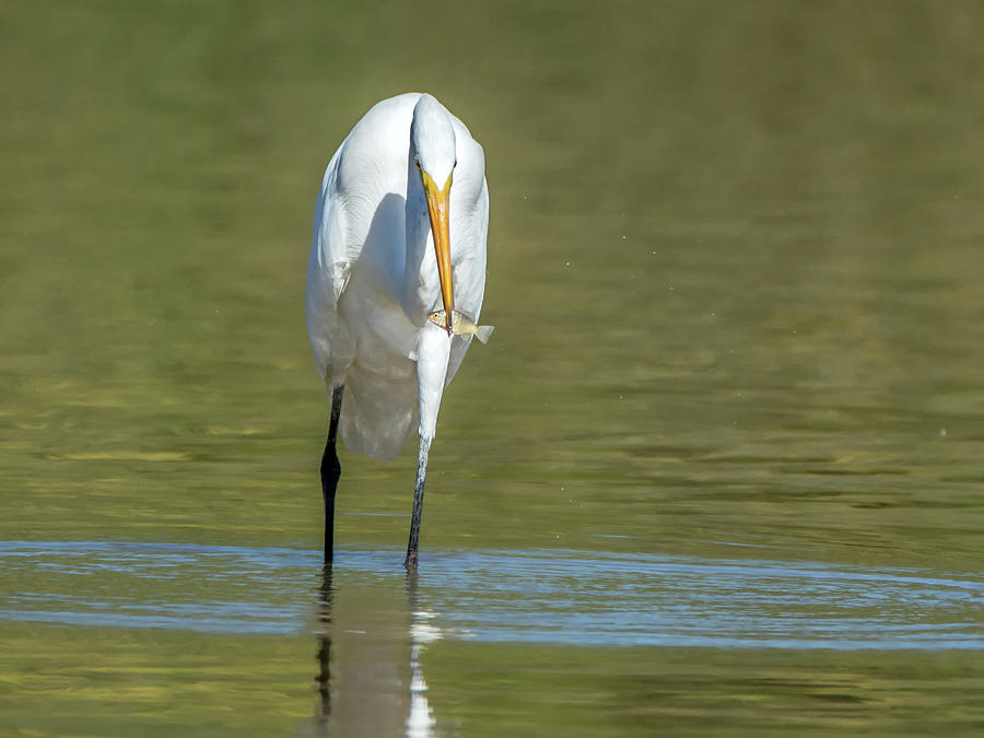 Great Egret 6254-102618-1cr Photograph by Tam Ryan