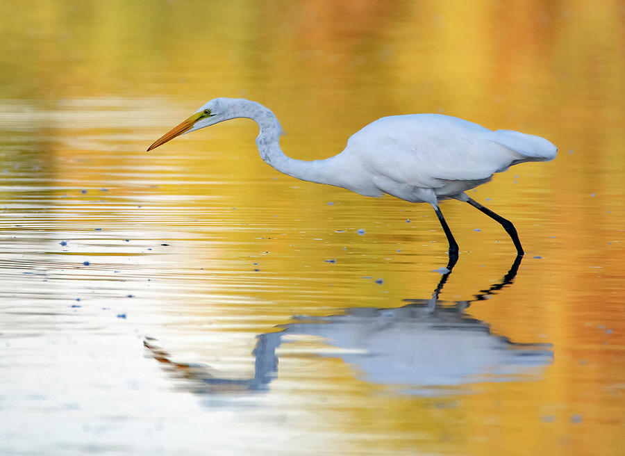 Great Egret 6325-091719 Photograph by Tam Ryan