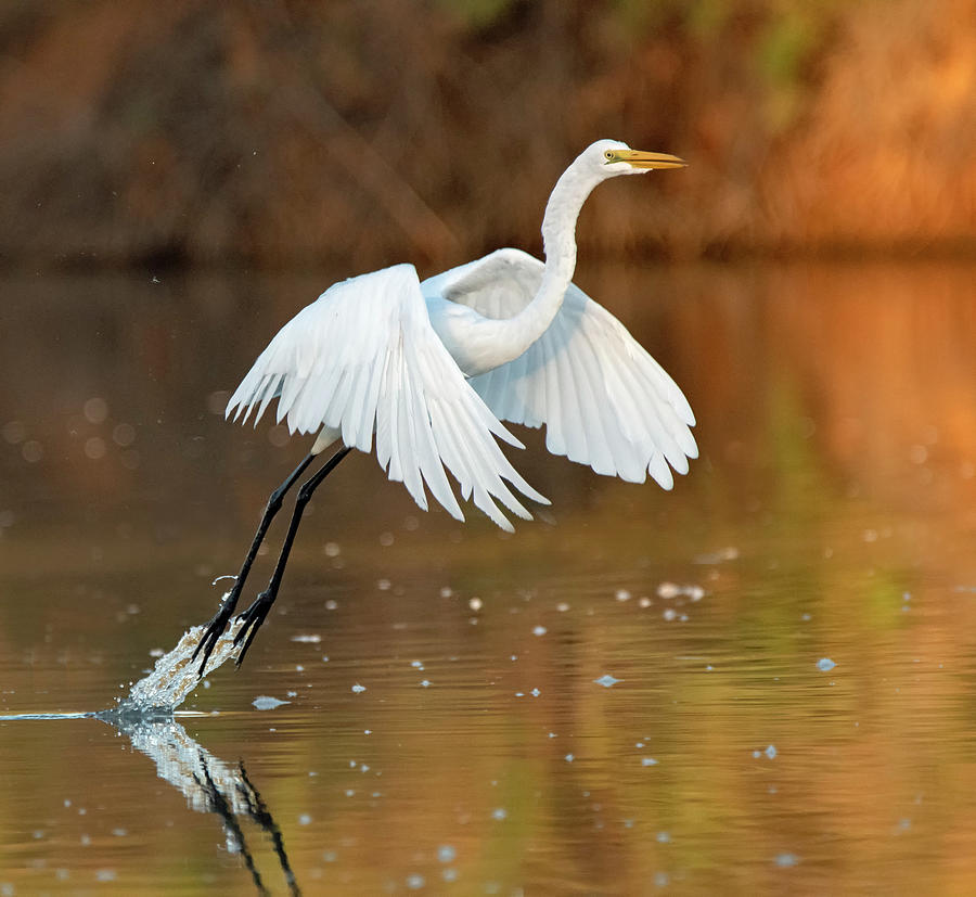 Great Egret 6554-092019 Photograph by Tam Ryan